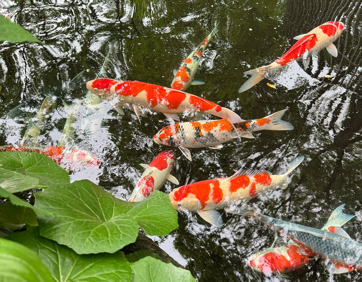 ウォーキングの途中で池を発見。鯉がめっちゃ泳いでます。