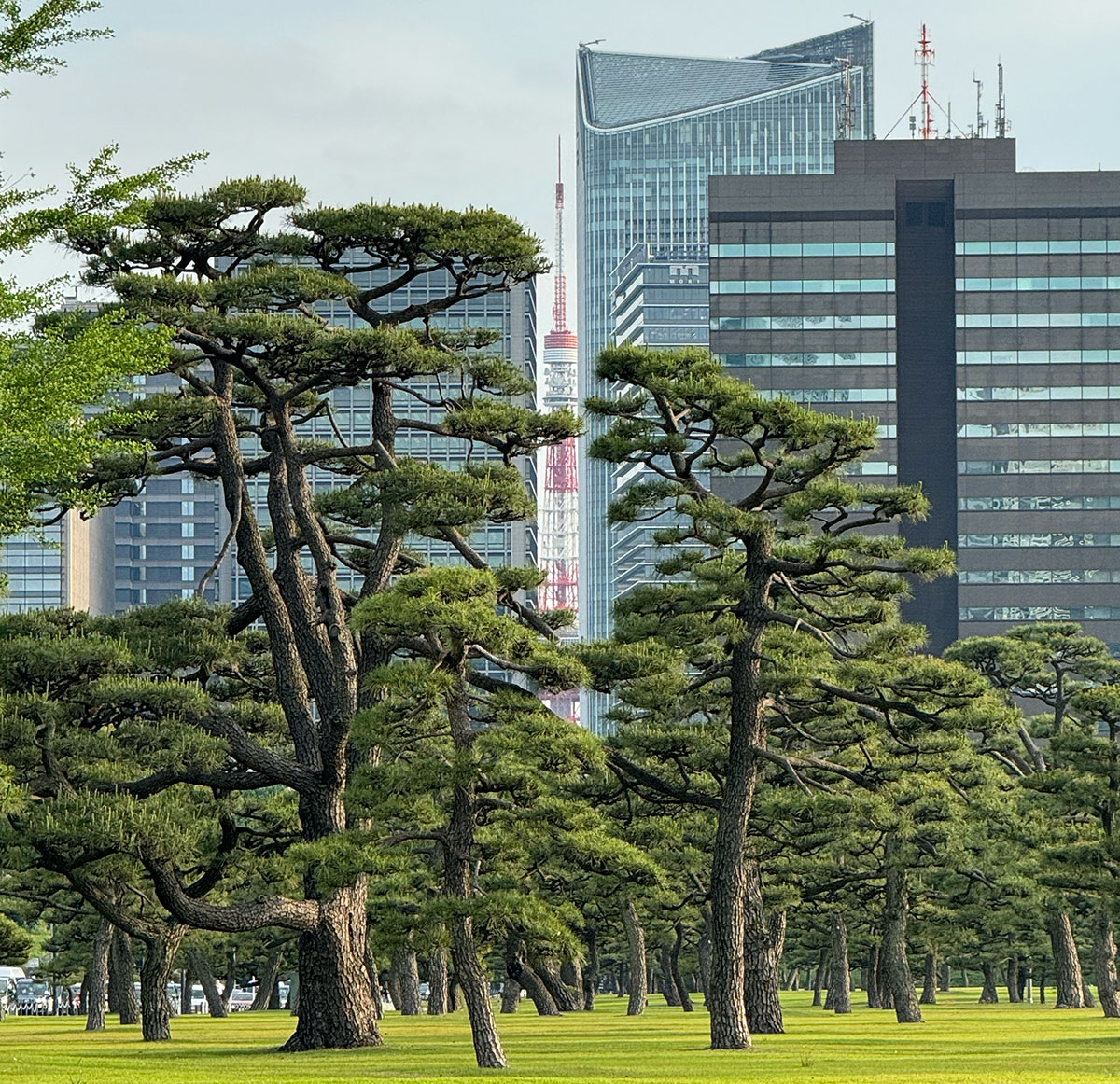 ビルの間から見える東京タワー。やっと見えてきました！