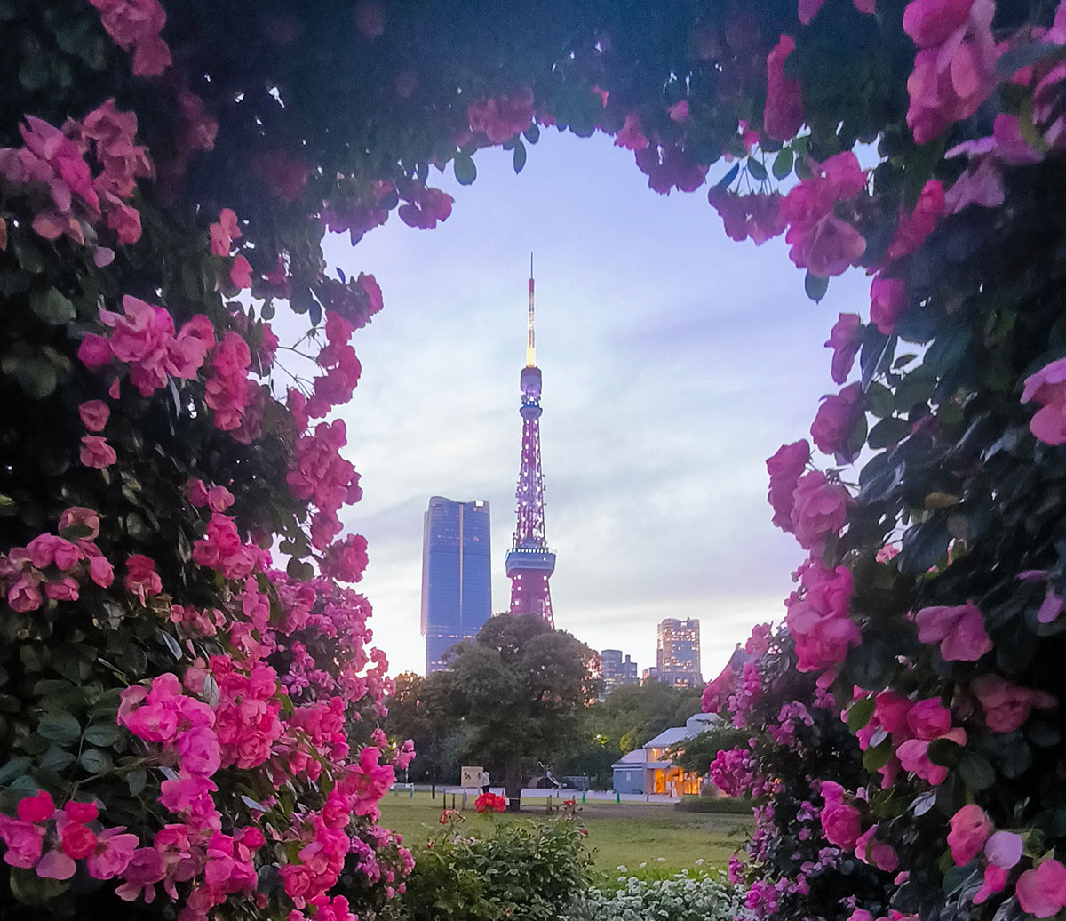 芝公園から見た東京タワー。不思議な雰囲気の写真を撮ってみました。