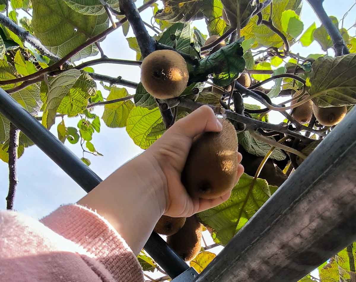 関東キウイ狩り