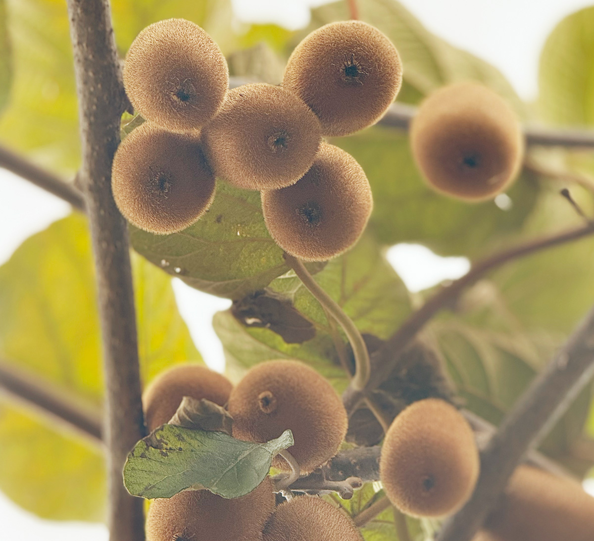 開園期間も終盤のため小ぶりにはなってきていますが、立派に育っているキウイ