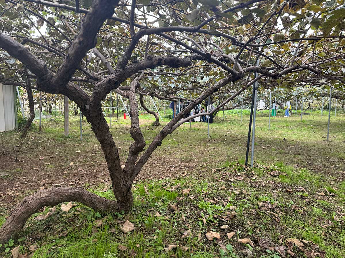 エントランス近くの木は人気があるらしく、もうすでに実が残っていない状況でした。