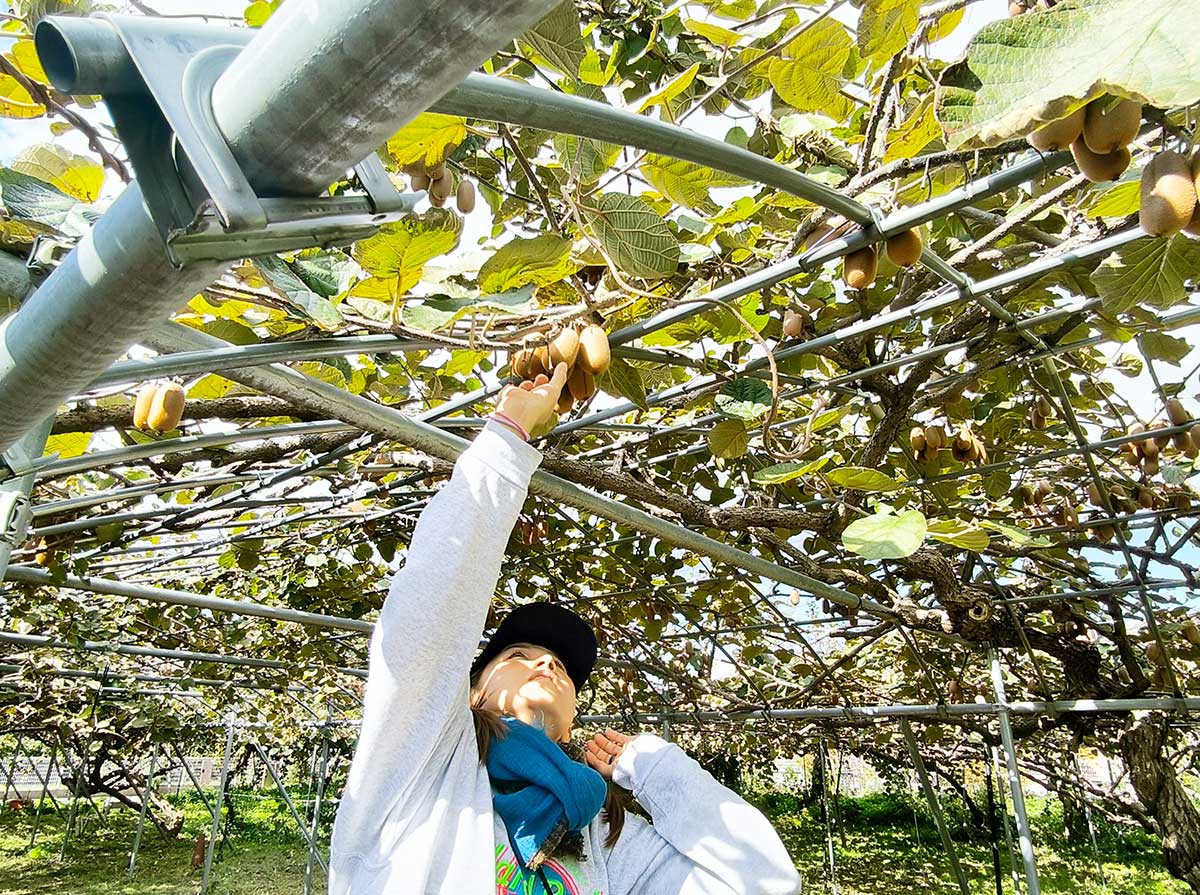 大人はなんとか取れる高さでした！美味しそうなキウイ☆