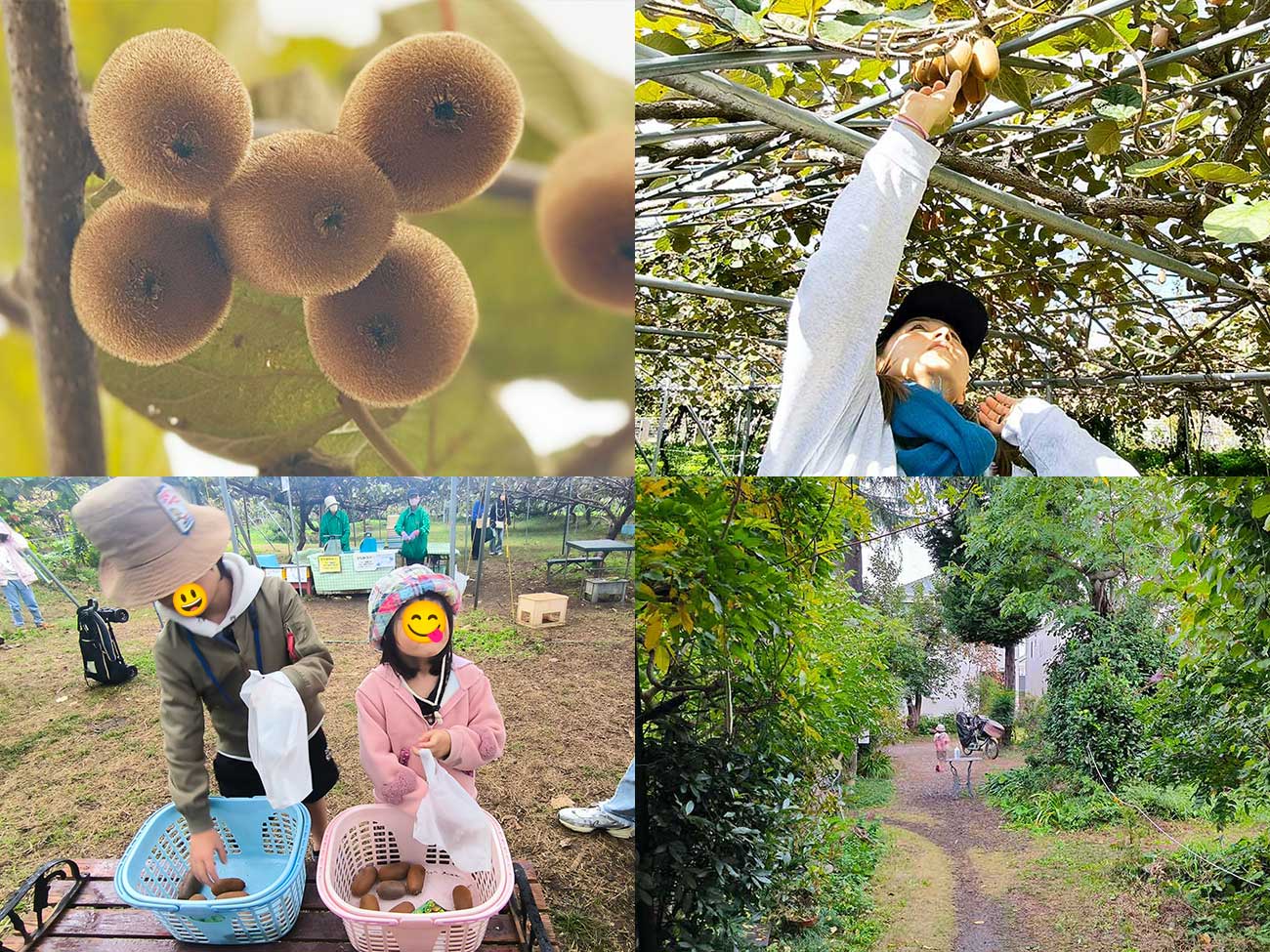 珍しい東京産キウィが狩れる国立市「澤登キウイ園」