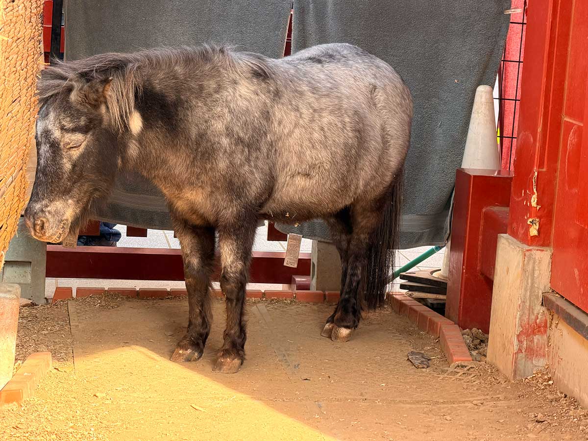 神の乗り物である神馬のあかりちゃん。すごくおとなしかったです。